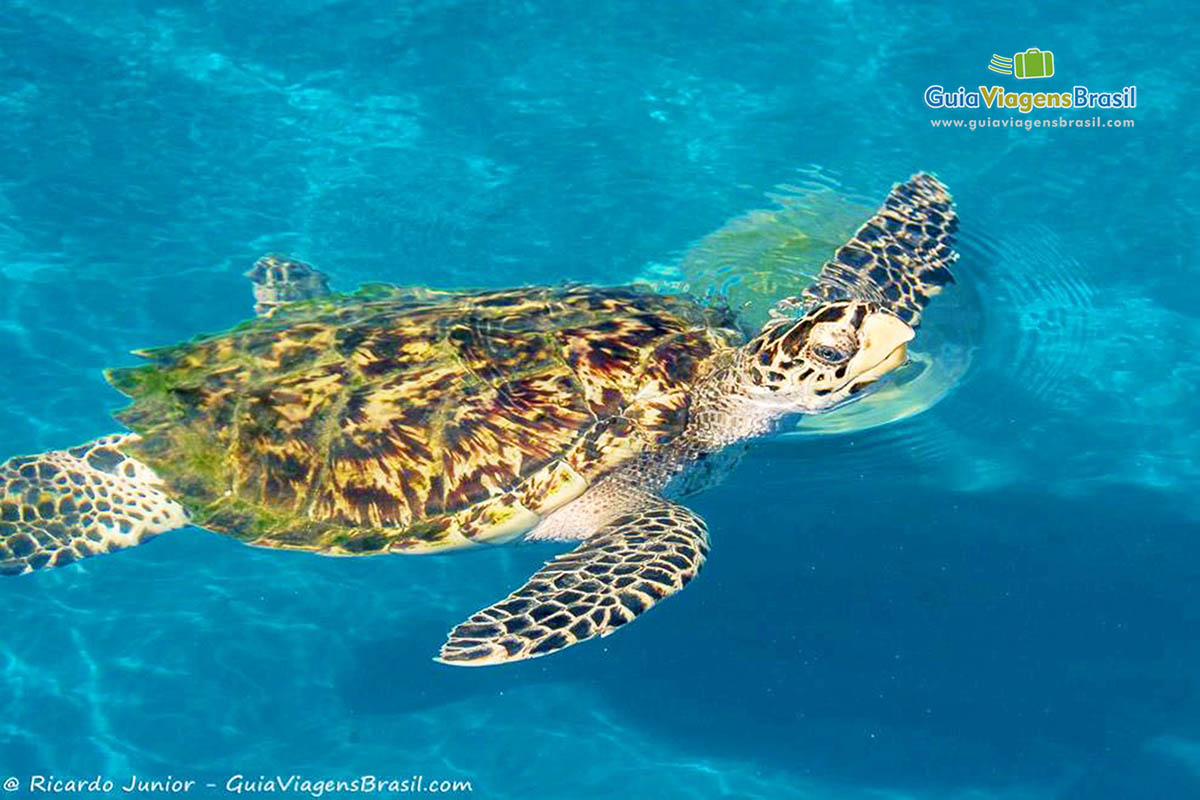 Imagem da tartaruga nadando.